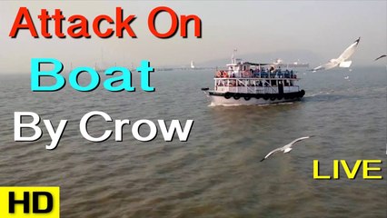 Mumbai To Island Live - Attack On Boat By Crow - Live Shoot 2016