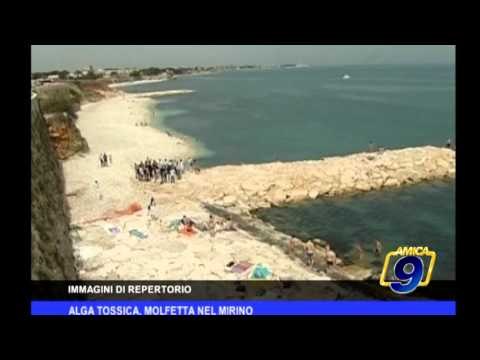 Alga tossica, Molfetta nel mirino