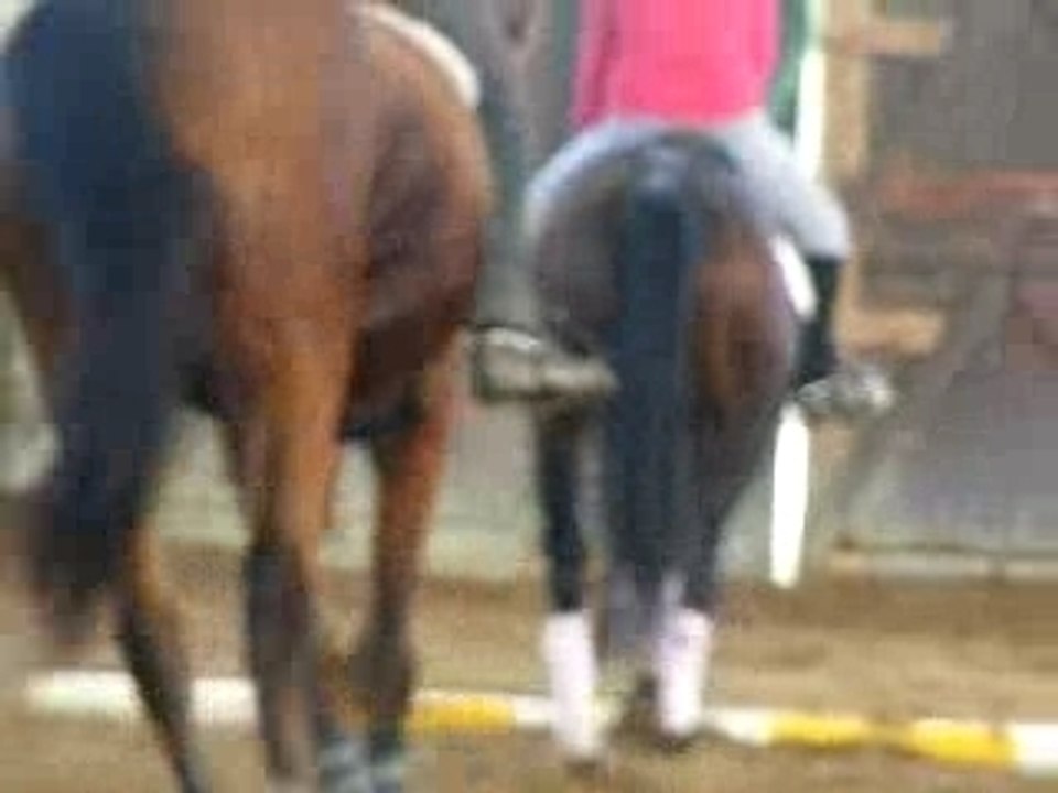 Dressage