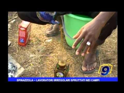 Spinazzola | Lavoratori irregolari sfruttati nei campi