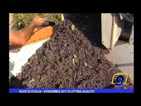 Ruvo di Puglia | Vendemmia 2011 di ottima qualità