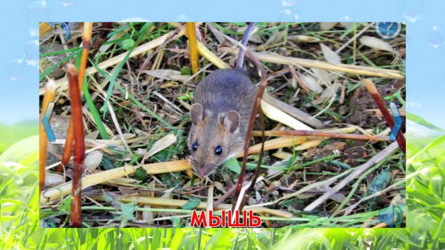 Развивающее видео для детей от года. Дикие животные и их детеныши (Звуки). Умный Ребенок