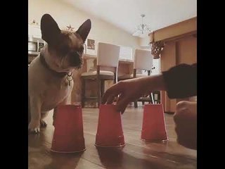 Clever Frenchie Manages to Find Treat in Magic Game Trick