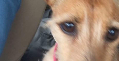 Territorial Terrier Isn't a Fan of Car Washes