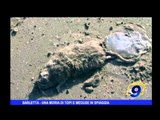 Barletta | Una moria di topi e meduse in spiaggia