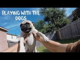 Guy Films Playing With His Dogs on GoPro