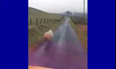 Hilarious Scotsman is Raging at this sheep in the middle of a road