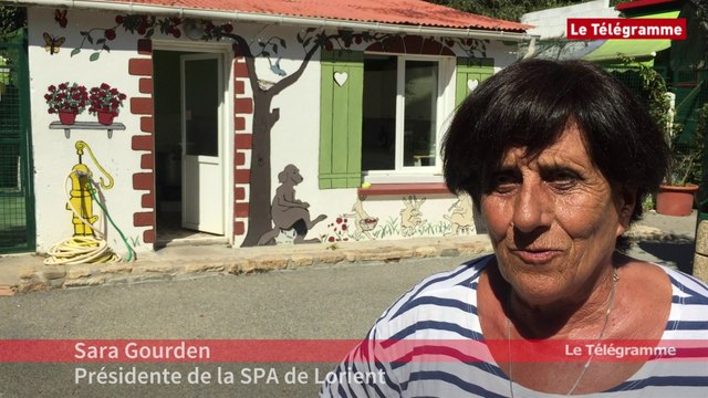 Lorient. Toujours trop de chats selon la SPA
