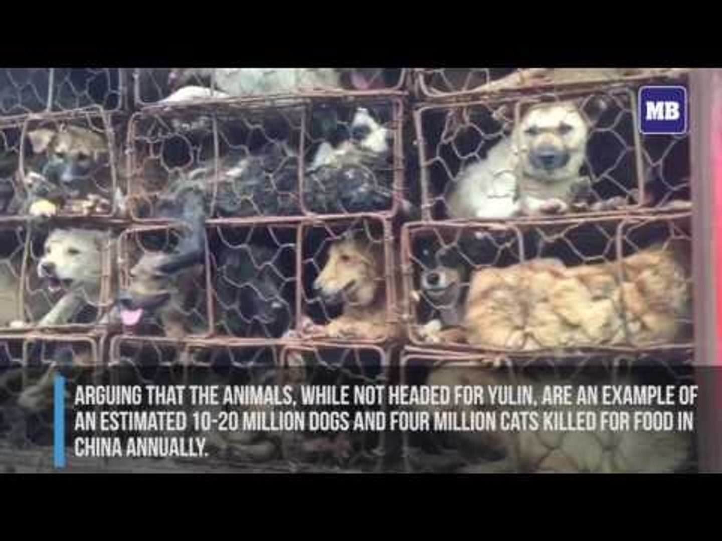 ⁣Chinese animal activists rescue nearly 1,000 dogs and cats