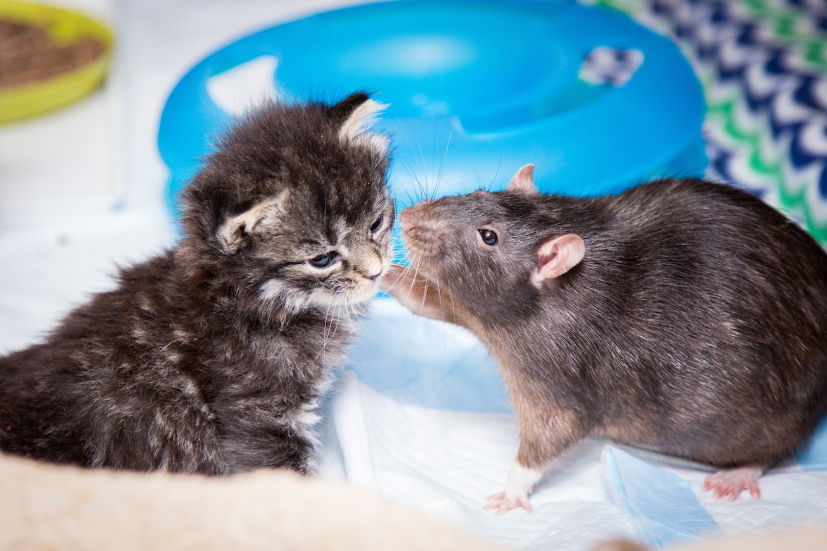 ⁣Brooklyn Cat Cafe Employs Rats To Care For Kittens | CUTE AS FLUFF