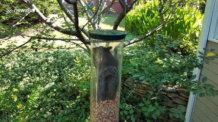 Greedy squirrel gets trapped in bird feeder