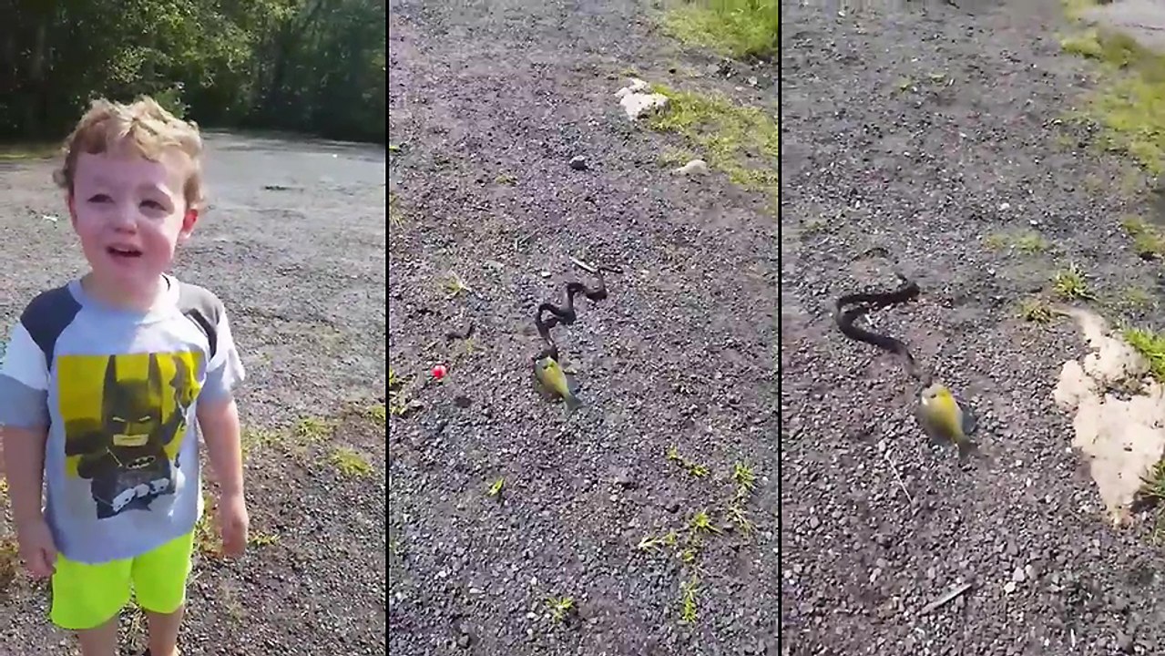 Un enfant se fait voler son poisson fraichement peché par un serpent
