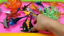 Learning Sharks Whales Giant Sea Animals with Sand Educational Video for Children Toddlers