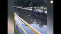 Cet homme courageux risque sa vie pour sauver un chien de la noyade