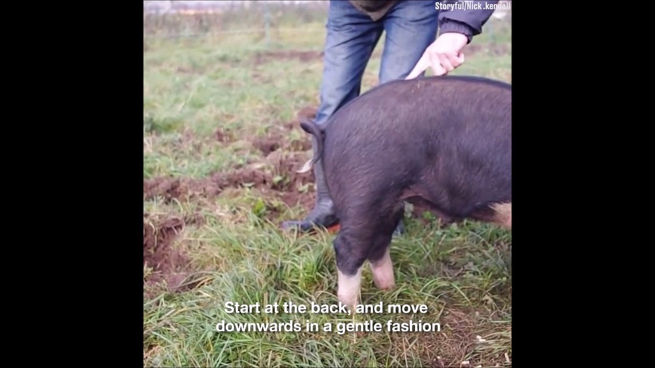 Comment défriser la queue d'un cochon... Ahahah