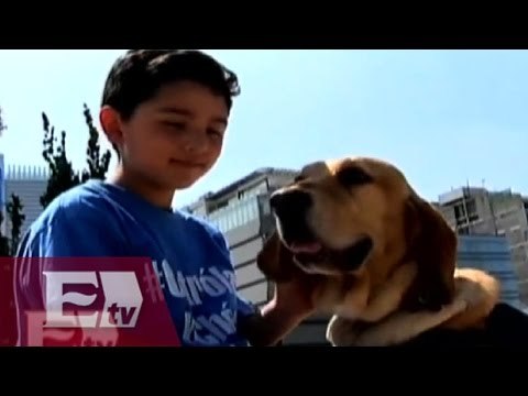 Perros detectan niveles anormales de glucosa en diabéticos/ Atalo Mata