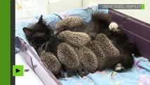 Une chatte allaite des bébés hérissons