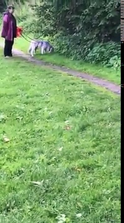 Pooh hat sein eigenes Tempo