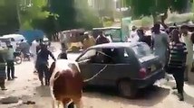 ویڈیو میں دیکھیں قربانی کے لیے لائی گئی گائے نے کیسی تباہی مچائی۔ ویڈیو: حیدر علی۔ کراچی