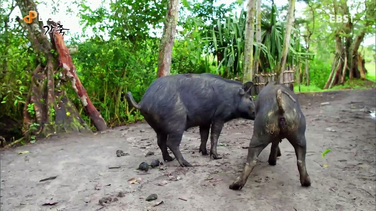 EBS 다큐프라임 - Docuprime_가축 2부- 사치스러운 음식, 젖과 고기_#002