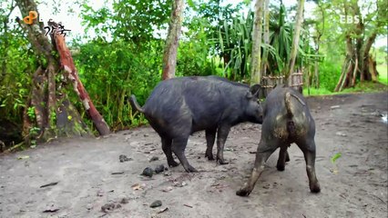 EBS 다큐프라임 - Docuprime_가축 2부- 사치스러운 음식, 젖과 고기_#002