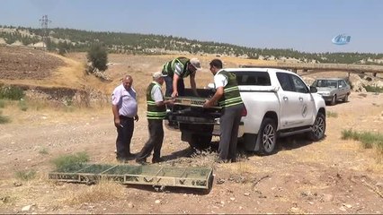 Suriye'ye Götürülürken Yakalanan "Saka" Kuşları Doğaya Salındı