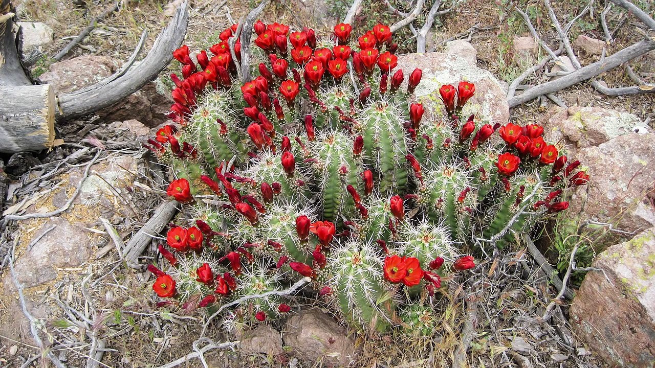 Desert Botanical Garden Research: Cactus conser...