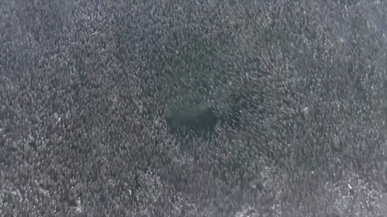 Aerial Footage Shows Sharks Feeding on Huge School of Fish Off Long Island