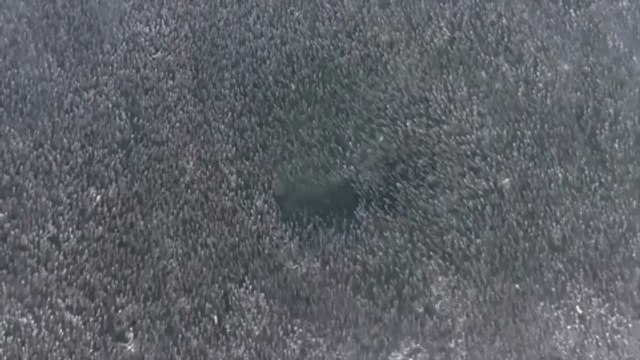 Aerial Footage Shows Sharks Feeding on Huge School of Fish Off Long Island