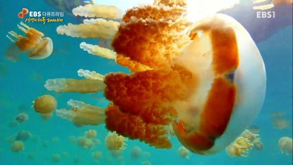 EBS 다큐프라임 - 생명의 해류 2000km 1부- 지구의 동맥, 적도해류_#001