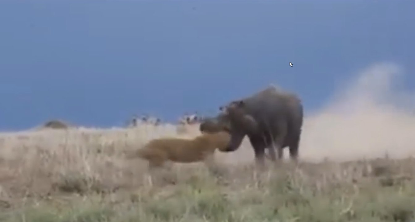 Ne pas déranger un hippopotame durant sa sieste