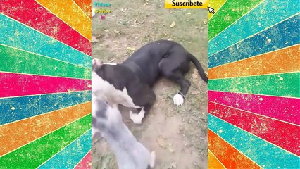 Cuando te Metes con el Animal Equivocado