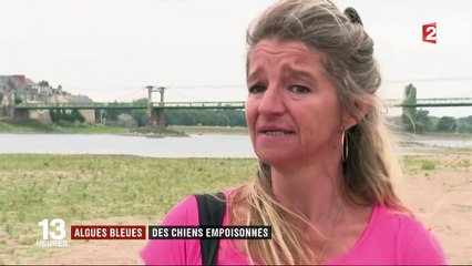 Algues bleues : des chiens empoisonnés par des cyanobactéries