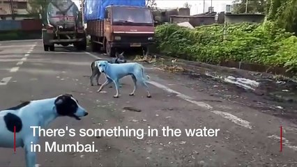 Inde : Chiens bleus à cause de la pollution