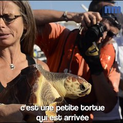 La tortue Hope a été relâchée