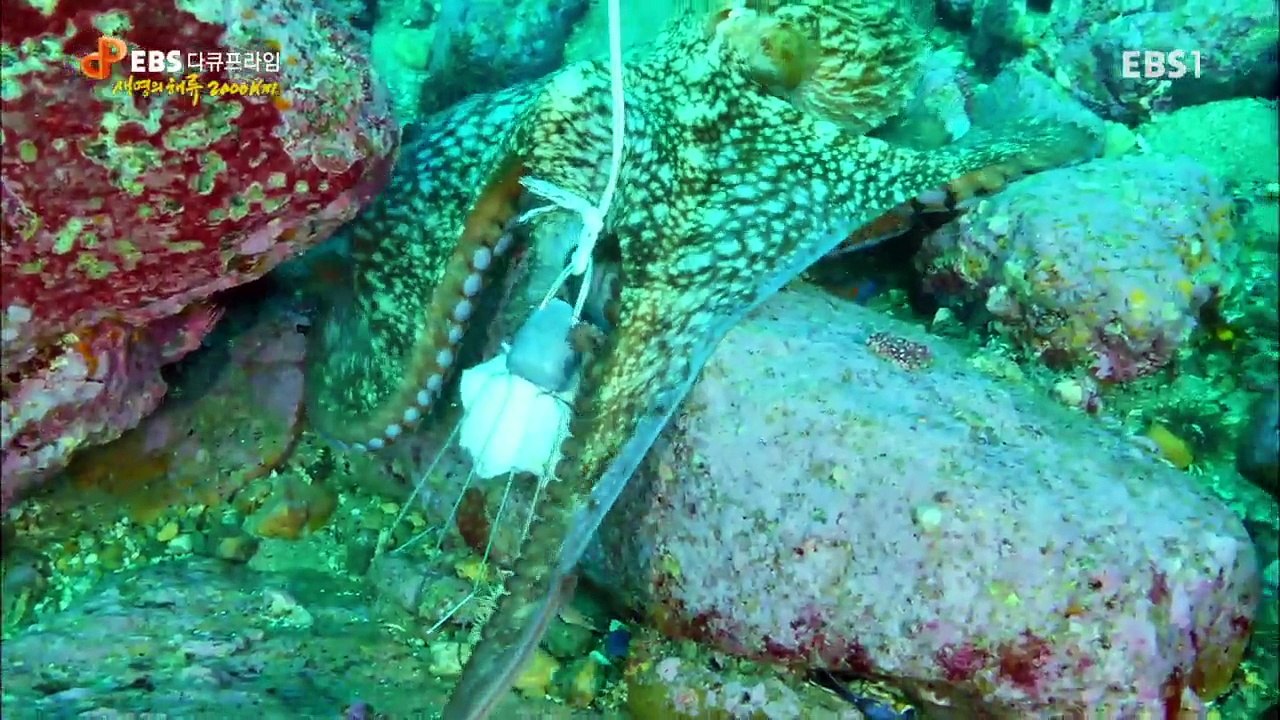 EBS 다큐프라임 - Docuprime_생명의 해류 2000km 2부- 한반도 해류의 비밀_#001