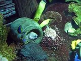 AMAZING!!! - Diver handles Huge Green Moray Eel and shows their tender side! 2017