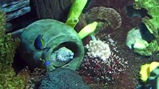 AMAZING!!! - Diver handles Huge Green Moray Eel and shows their tender side! 2017