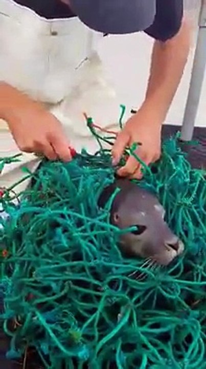 Il sauve un phoque coincé dans un filet de pêche