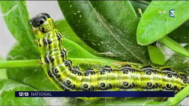 Environnement : quatre départements envahis par un papillon chinois