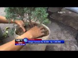 NET12 - Penjualan pohon cemara di Surabaya meningkat jelang Natal