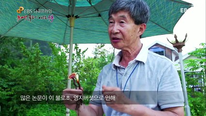 EBS 다큐프라임 - Docuprime_독버섯, 죽음에 이르는 유혹_#002