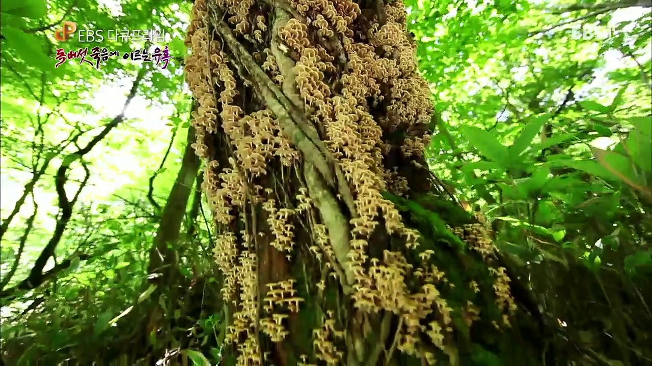 EBS 다큐프라임 - Docuprime_독버섯, 죽음에 이르는 유혹_#001