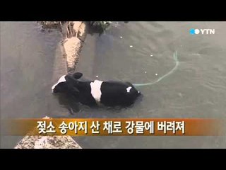 젖소 송아지 산 채로 강물에 버려져 / YTN