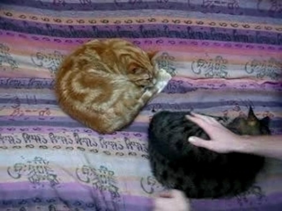 je vais voir mes chats (vidéo chiante XI)