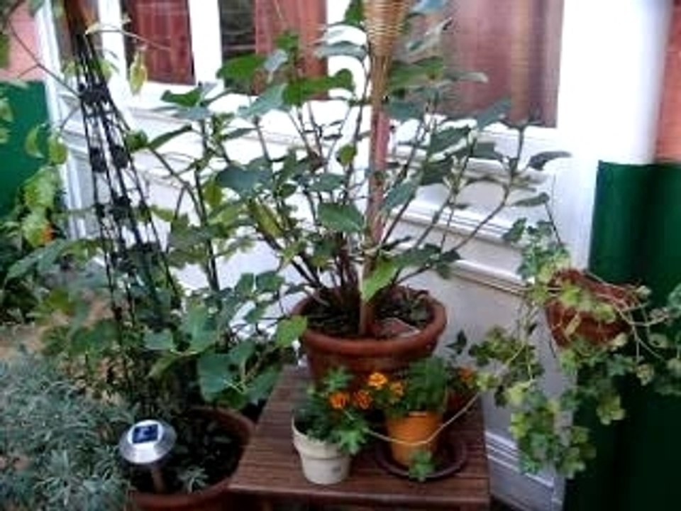 je arrose mes plantes (vidéo chiante X)