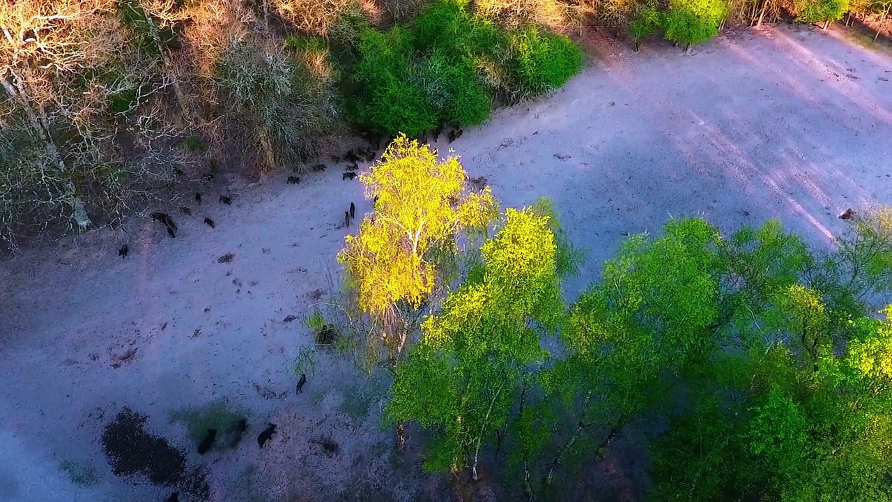 Compagnie de sanglier filmé au drone