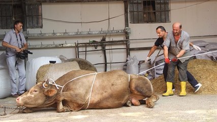 Rueff" Tekniği ile Kurbanlıkların Acı Çekmesi Önleniyor