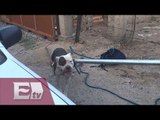 Perros pitbull atacan y matan a presunto delincuente en Sonora/ Atalo Mata