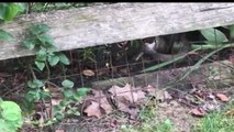 Une maman lapin attaque un serpent qui a essayé de manger son bébé !